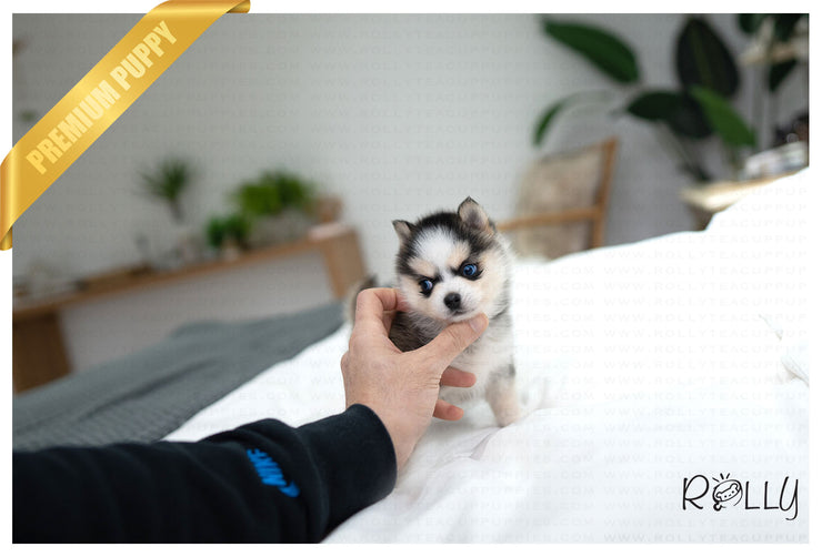 Rolly Teacup Puppies GLACIER - FEMALE (PURCHASED by MIKOLAJCZYK).