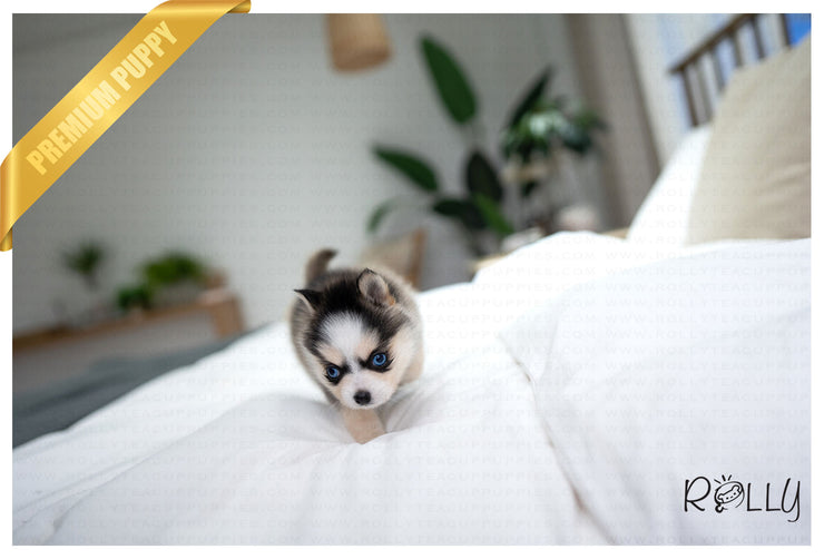 Rolly Teacup Puppies GLACIER - FEMALE (PURCHASED by MIKOLAJCZYK).