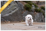 Rolly Teacup Puppies (PURCHASED by ZhilkaiDarova) GLEE - Bichon. F.