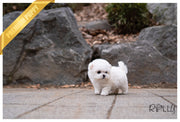 Rolly Teacup Puppies (PURCHASED by ZhilkaiDarova) GLEE - Bichon. F.