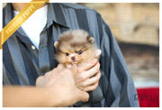Rolly Teacup Puppies (Purchased by Alhokair) Godiva - Pomeranian. F.