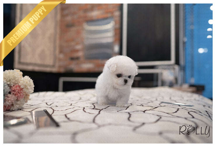 Rolly Teacup Puppies GRACE - FEMALE (PURCHASED by KIM).