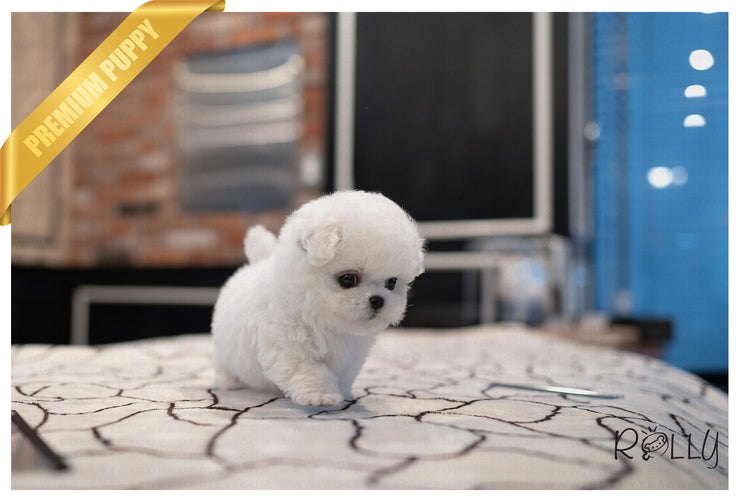 Rolly Teacup Puppies GRACE - FEMALE (PURCHASED by KIM).