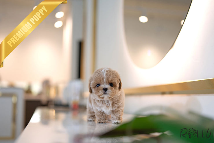 Rolly Teacup Puppies LOUIS - MALE (PURCHASED by ARTEAGA).