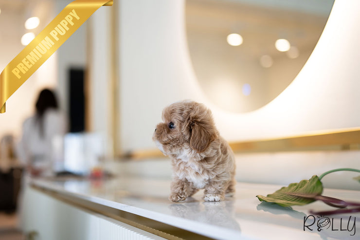 Rolly Teacup Puppies LOUIS - MALE (PURCHASED by ARTEAGA).