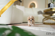 Rolly Teacup Puppies LOUIS - MALE (PURCHASED by ARTEAGA).