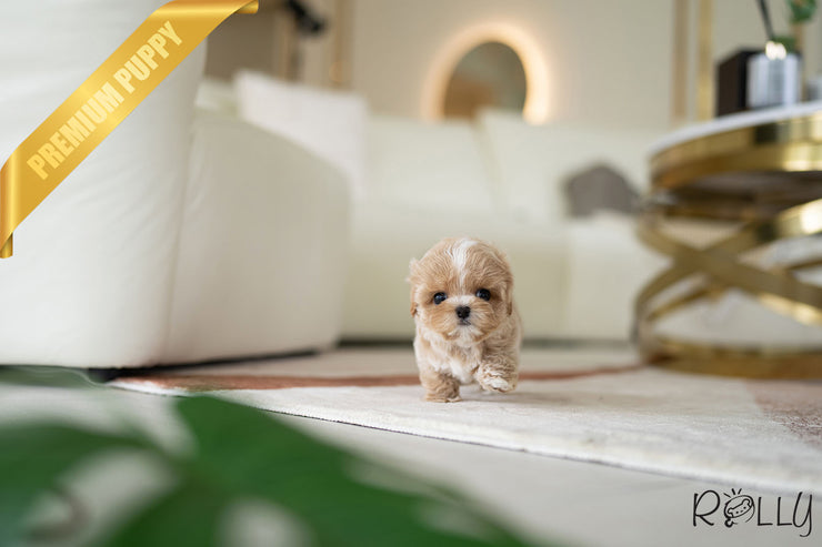 Rolly Teacup Puppies LOUIS - MALE (PURCHASED by ARTEAGA).