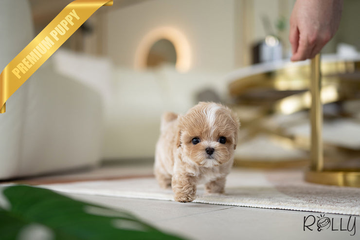 Rolly Teacup Puppies LOUIS - MALE (PURCHASED by ARTEAGA).