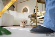 Rolly Teacup Puppies LOUIS - MALE (PURCHASED by ARTEAGA).
