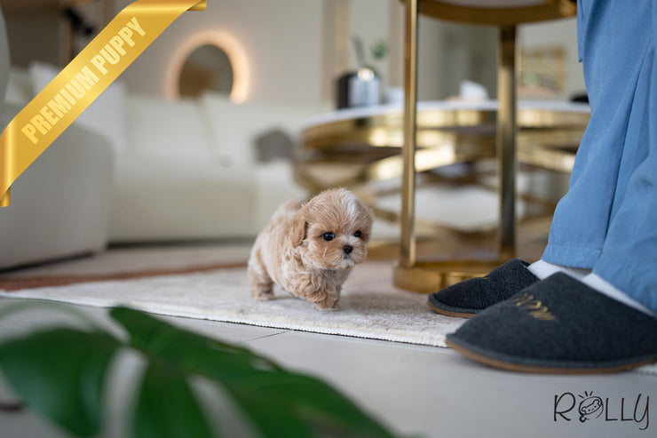Rolly Teacup Puppies LOUIS - MALE (PURCHASED by ARTEAGA).
