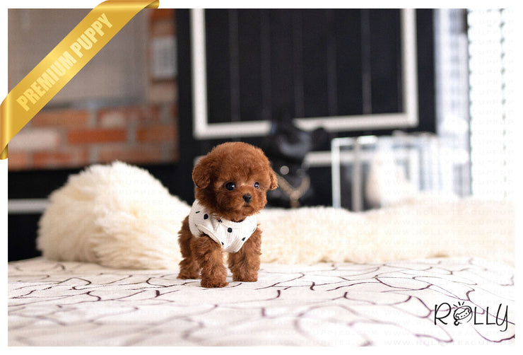 Rolly Teacup Puppies GUNTHER - MALE (PURCHASED by LIU).