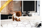 Rolly Teacup Puppies GUNTHER - MALE (PURCHASED by LIU).