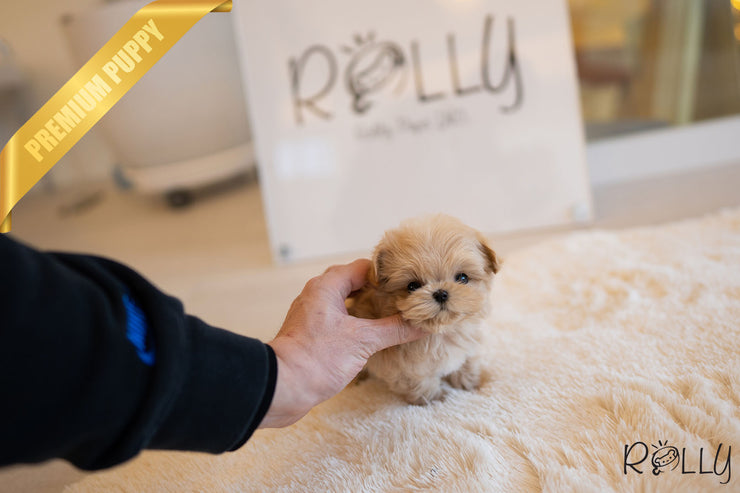 Rolly Teacup Puppies GABRIELLA - FEMALE (PURCHASED by HILAIRE).