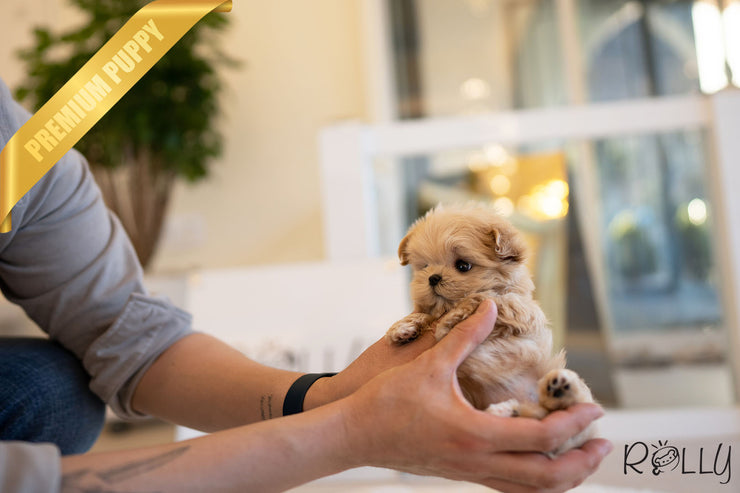 Rolly Teacup Puppies GABRIELLA - FEMALE (PURCHASED by HILAIRE).