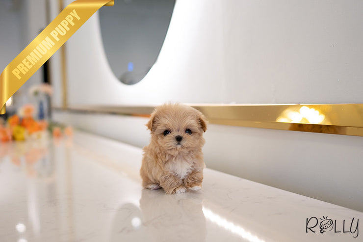 Rolly Teacup Puppies GABRIELLA - FEMALE (PURCHASED by HILAIRE).