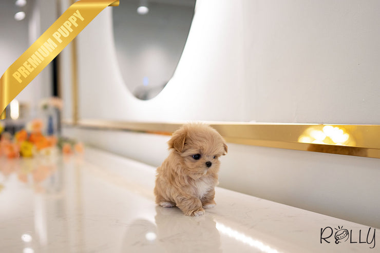 Rolly Teacup Puppies GABRIELLA - FEMALE (PURCHASED by HILAIRE).