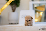 Rolly Teacup Puppies GABRIELLA - FEMALE (PURCHASED by HILAIRE).