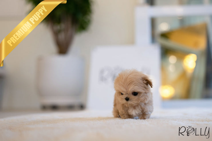 Rolly Teacup Puppies GABRIELLA - FEMALE (PURCHASED by HILAIRE).