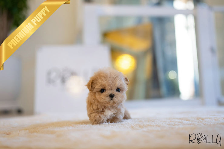 Rolly Teacup Puppies GABRIELLA - FEMALE (PURCHASED by HILAIRE).
