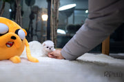 Rolly Teacup Puppies (Purchased by Jasso) Gigi - Maltese. F.