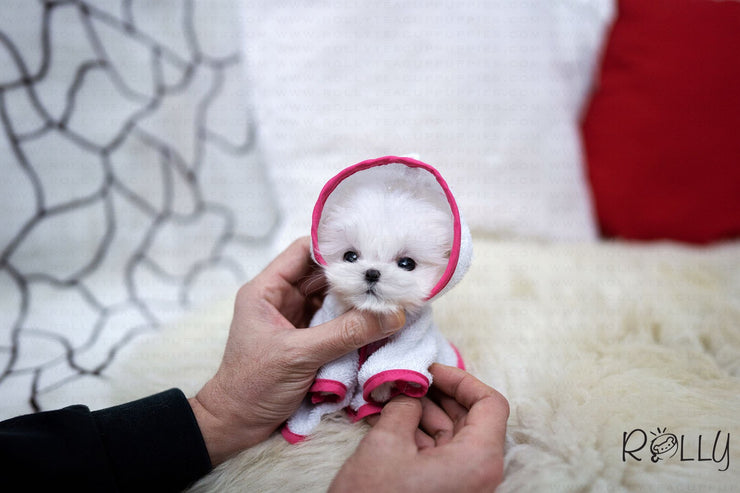 Rolly Teacup Puppies (Purchased by Jasso) Gigi - Maltese. F.
