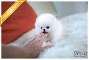 Rolly Teacup Puppies (SOLD to Santa) Joy - Pomeranian. F.