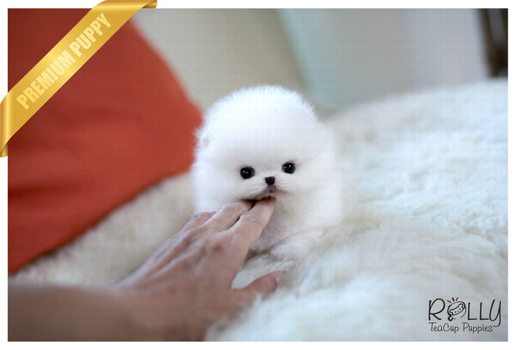 Rolly Teacup Puppies (SOLD to Santa) Joy - Pomeranian. F.