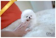 Rolly Teacup Puppies (SOLD to Santa) Joy - Pomeranian. F.