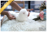 Rolly Teacup Puppies (SOLD to Santa) Joy - Pomeranian. F.