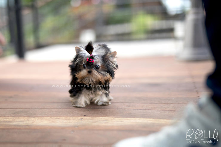 Rolly Teacup Puppies (SOLD to Kim) Gigi - Yorkie. F.