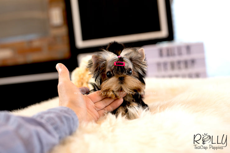 Rolly Teacup Puppies (SOLD to Kim) Gigi - Yorkie. F.