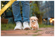 Rolly Teacup Puppies (PURCHASED by Hu) GINGER - Maltipoo. F.