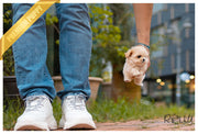 Rolly Teacup Puppies (PURCHASED by Hu) GINGER - Maltipoo. F.