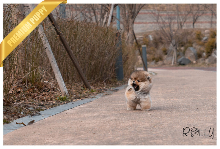Rolly Teacup Puppies (PURCHASED by Morrell ) Ginger - Pomeranian. F.