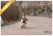 Rolly Teacup Puppies (PURCHASED by Morrell ) Ginger - Pomeranian. F.
