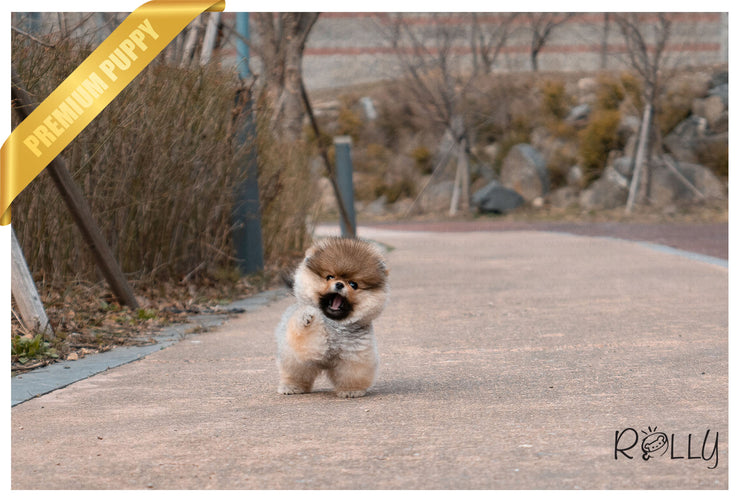 Rolly Teacup Puppies (PURCHASED by Morrell ) Ginger - Pomeranian. F.