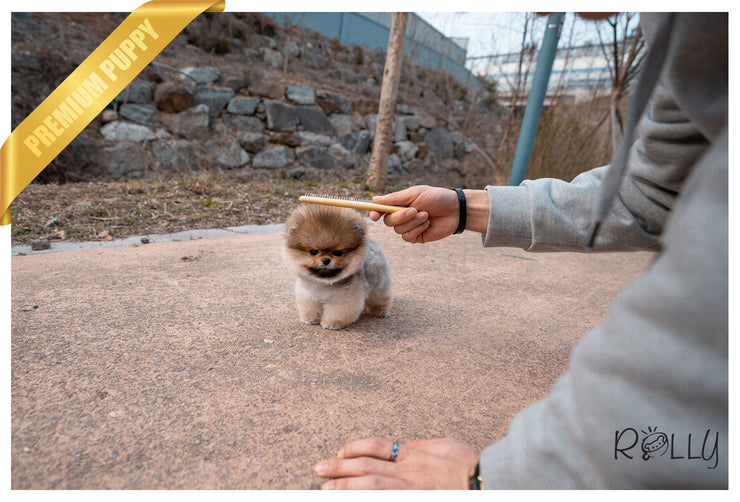 Rolly Teacup Puppies (PURCHASED by Morrell ) Ginger - Pomeranian. F.