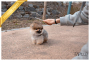 Rolly Teacup Puppies (PURCHASED by Morrell ) Ginger - Pomeranian. F.