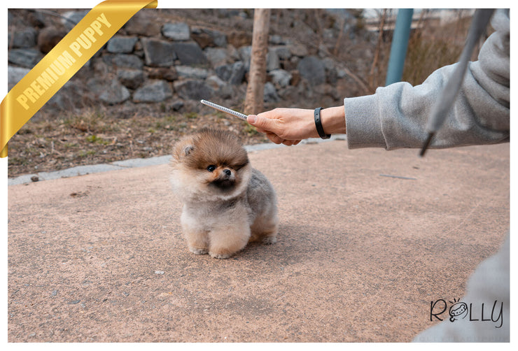 Rolly Teacup Puppies (PURCHASED by Morrell ) Ginger - Pomeranian. F.