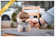 Rolly Teacup Puppies (PURCHASED by Morrell ) Ginger - Pomeranian. F.