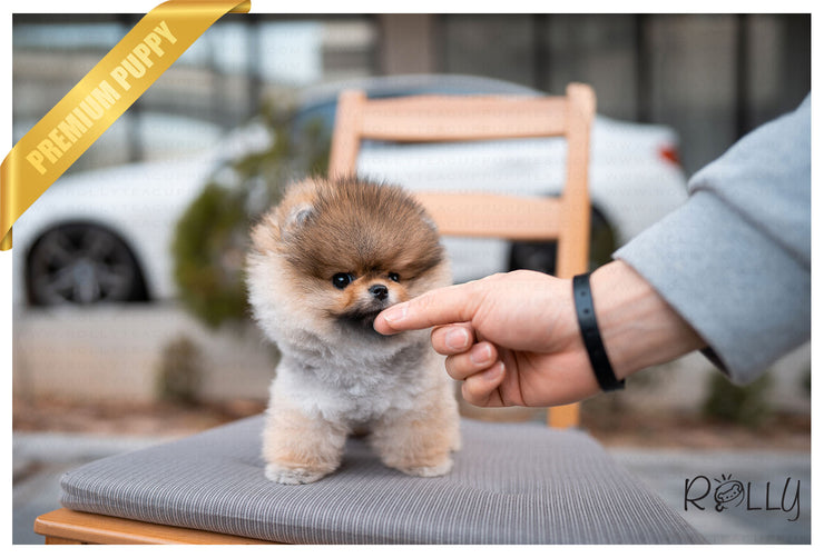 Rolly Teacup Puppies (PURCHASED by Morrell ) Ginger - Pomeranian. F.