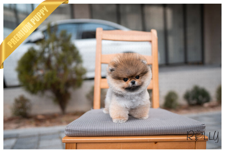 Rolly Teacup Puppies (PURCHASED by Morrell ) Ginger - Pomeranian. F.