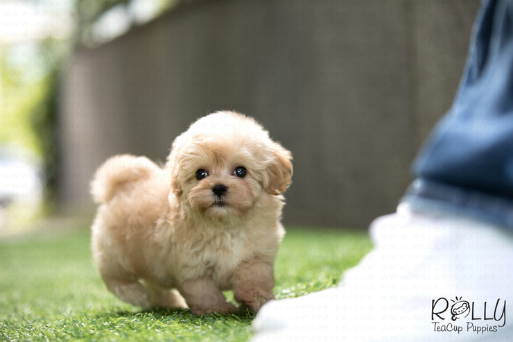 Rolly Teacup Puppies (SOLD to Yolande) Goofy - Cockapoo. M.