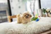 Rolly Teacup Puppies (SOLD to Yolande) Goofy - Cockapoo. M.