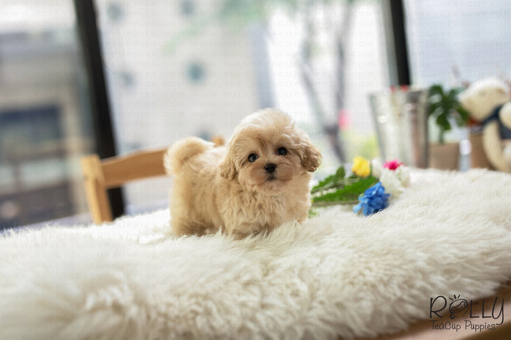 Rolly Teacup Puppies (SOLD to Yolande) Goofy - Cockapoo. M.