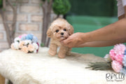 Rolly Teacup Puppies (SOLD to Yolande) Goofy - Cockapoo. M.