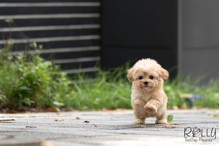 Rolly Teacup Puppies (SOLD to Yolande) Goofy - Cockapoo. M.