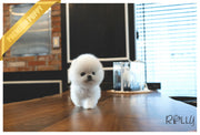 Rolly Teacup Puppies (Purchased by Mougel) Haribo - Pomeranian. M.