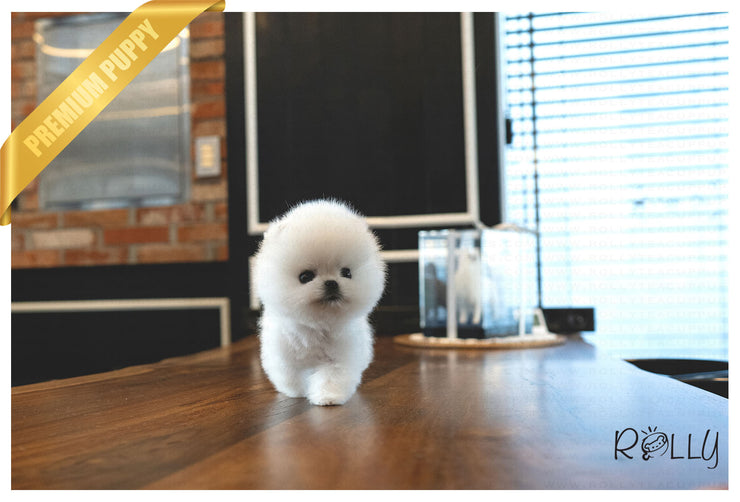 Rolly Teacup Puppies (Purchased by Mougel) Haribo - Pomeranian. M.