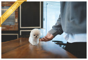 Rolly Teacup Puppies (Purchased by Mougel) Haribo - Pomeranian. M.